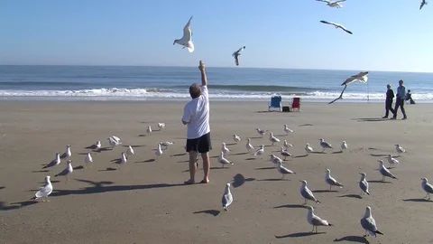 Tybee Island Stock Footage 111341245