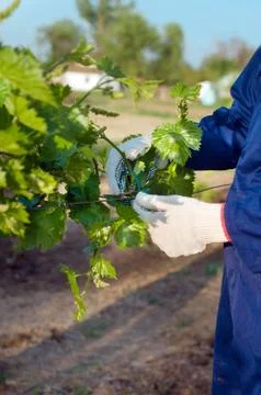 Tying grape branches Stock Photos