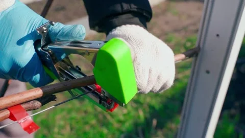 Tying grapes with a garden stapler, close-up Stock Footage 310927689