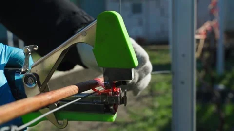 Tying grapes in spring with a special stapler, close-up in slow motion. Stock Footage 308929230