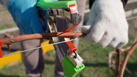 Tying a grapevine with a garden stapler, close-up Stock Footage 306269630