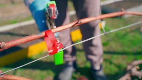 Tying a grapevine with a garden stapler, close-up in slow motion Stock Footage 310168956