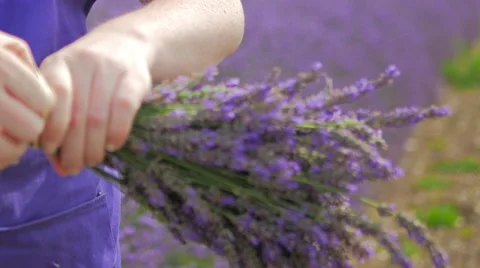 Tying a Lavendin Bunch 스톡 동영상 40614138