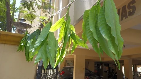 Tying mango leaves in front of the house Stock Footage 87277881