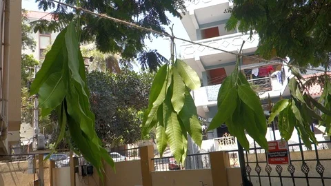 Tying mango leaves in front of the house Stock Footage 87277896