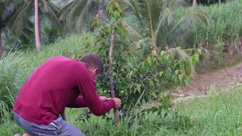 Tying a plant into a stick.  Stock Footage 322082156