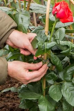 Tying red roses to a support in spring Stock Photos