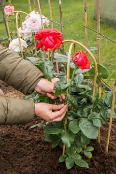 Tying red roses to a support in spring Stock Photos