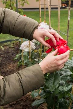 Tying red roses to a support in spring Stock Photos