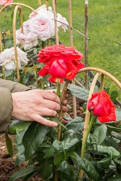 Tying red roses to a support in spring Foto stock