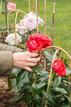 Tying red roses to a support in spring Stock Photos