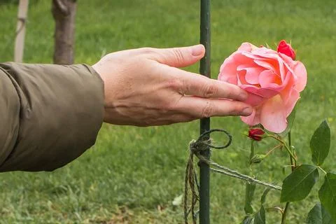 Tying red roses to a support in spring Foto stock