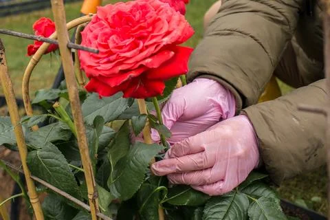 Tying red roses to a support in spring Stock Photos