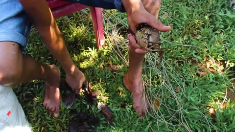 Tying river crabs (Jaibas) Stock Footage 170312915