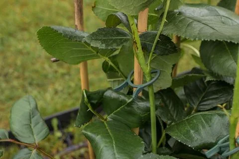 Tying a rose stem to a support Stock Photos
