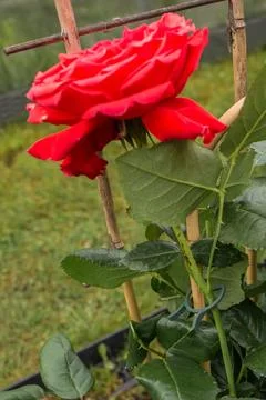 Tying a rose stem to a support Stock Photos