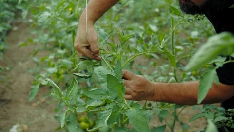 Tying tomato plant to support string in greenhouse Stock Footage 313665880