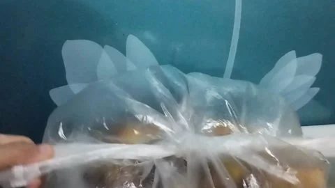 Tying a Transparent White Plastic Bag Filled with Kepok Bananas Stock Footage 229305325