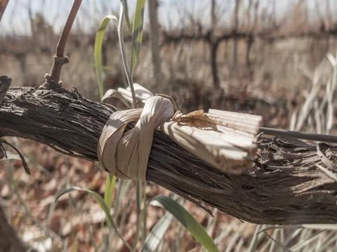 Tying the vine in winter Stock Photos