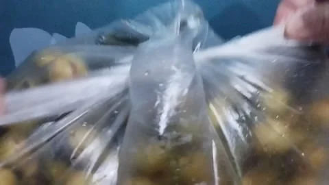 Tying a White Plastic Bag Containing Three Bunches of Kepundung Fruits Stock Footage 229258036