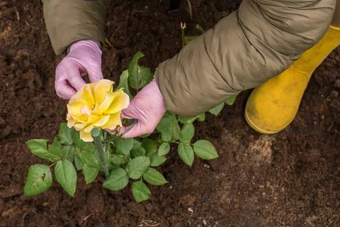 Tying up a yellow rose in spring  Stock Photos