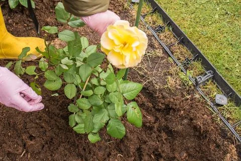 Tying up a yellow rose in spring  Stock Photos
