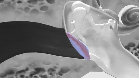 The tympanic membrane is also called the eardrum Stock Footage 246054981