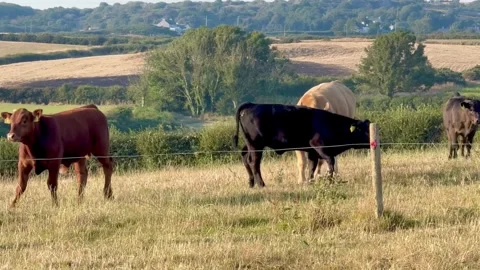 T’yn Buarth, Anglesey, UK 2026 Aug 02 Red Angus cow in grassy pasture 4k video Stock Footage 340424169