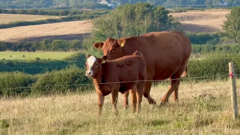 T’yn Buarth, Anglesey, UK 2026 Aug 02 Red Angus cow in grassy pasture 4k video Stock Footage 340424757