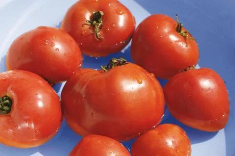 TYomatoes Stock Photos