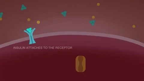 Type 2 Diabetes Animation with Text | Stock Video | Pond5
