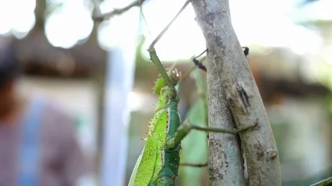 A type of big green grasshopper perch on branch of tree in the park. Stock Footage 119761912