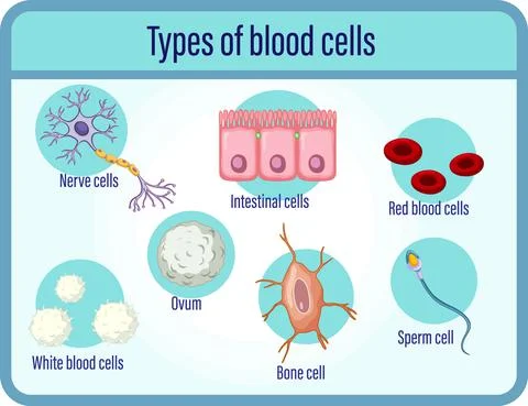 Type of blood cells Stock Illustration