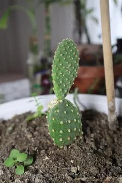 A type of cactus called prickly pear in a pot Stock Photos