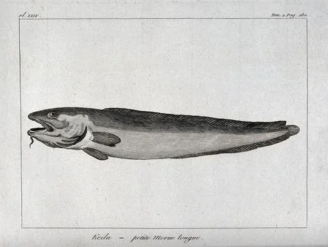 A type of cod. Etching. Stock Illustration
