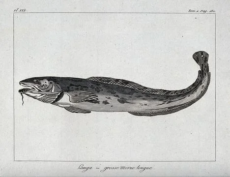 A type of cod. Etching. Stock Illustration