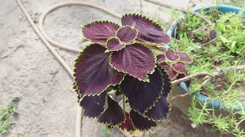 A type of Coleus, also known as Solenostemon or Plectranthus scutellarioides. Stock Footage 320481991