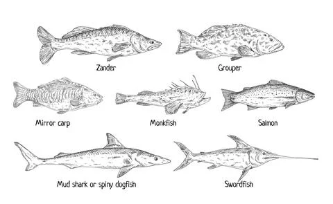 Type different fish isolated on white. Vintage engraving monochrome black ill Stock Illustration