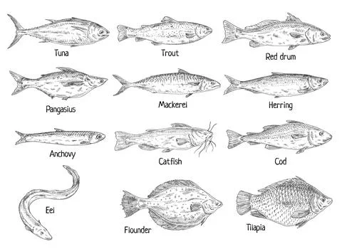 Type different fish isolated on white. Red drum, anchovy, catfishfish, cod, f Illustrazione stock