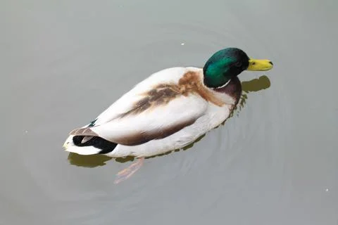 Type of duck on top Stock Photos