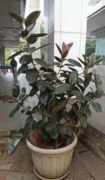 A type of ficus tree or banyan or Latin named ficus elastica in large size Stock Photos