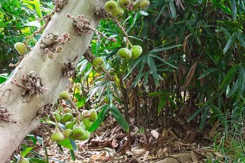 A type of fig tree, Ficus auriculata, has the figs growing on the trunk. Stock Photos