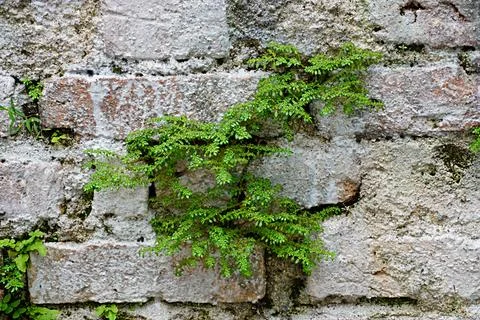A type of grass in the form of a small tree grows wild on a brick wall Stockfoto's