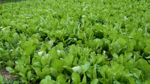 A type of green spinach vegetable farming in a field or land Stock Footage 258536530