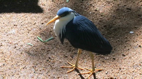  type of Heron bird standing still in Cairns, Australia Stock Footage 156254