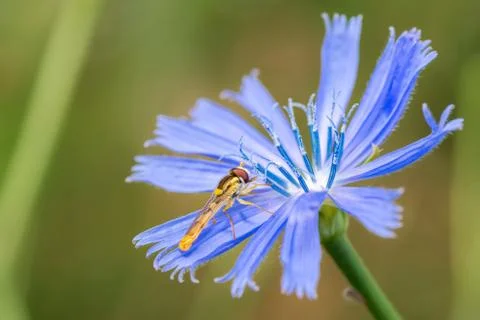 A type of hoverfly, sphaerophoria, feeding on the nectar of a cichorium intyb Stock Photos