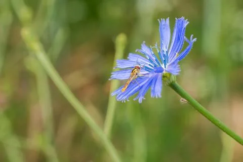 A type of hoverfly, sphaerophoria, feeding on the nectar of a cichorium intyb Stock Photos