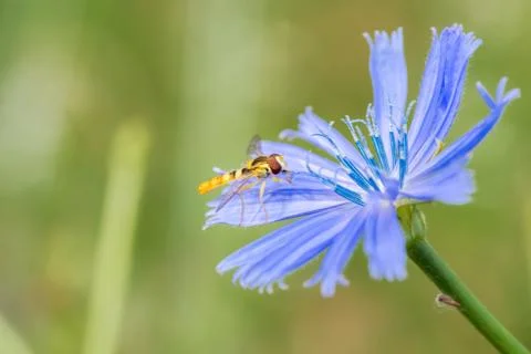 A type of hoverfly, sphaerophoria, feeding on the nectar of a cichorium intyb Stock Photos