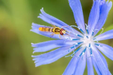 A type of hoverfly, sphaerophoria, feeding on the nectar of a cichorium intyb Stock Photos