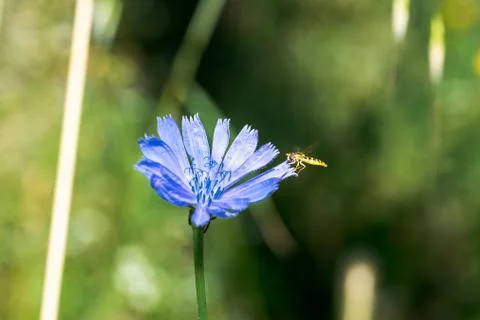 A type of hoverfly, sphaerophoria, feeding on the nectar of a cichorium intyb Stock Photos